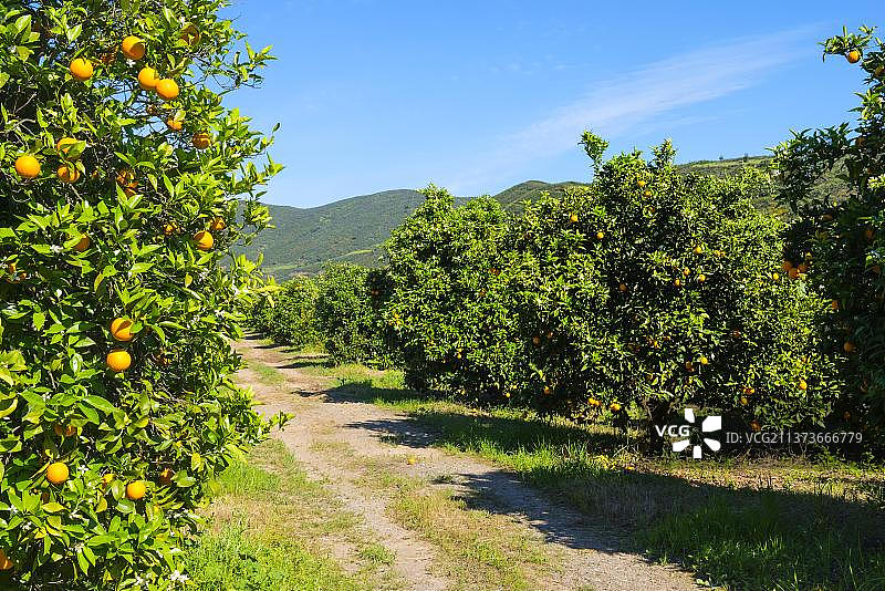 欧洲葡萄牙阿尔加维蒙希克山橙树林图片素材