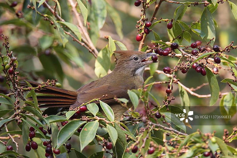 鳞胸鹎，摄于中国海南尖峰岭图片素材