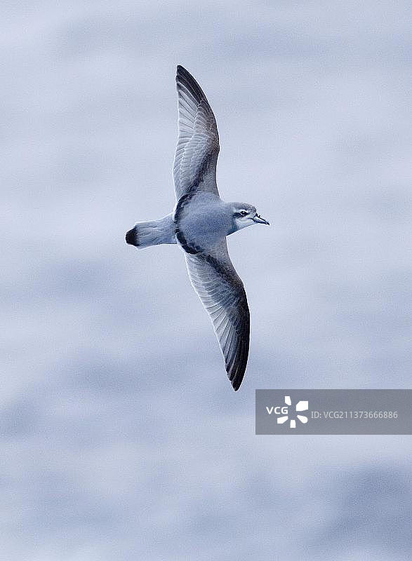 海燕、南极鲸、管鼻类动物、鸟类、南极海燕（Pachyptila desolata）成年个体，飞越南大洋德雷克海峡图片素材