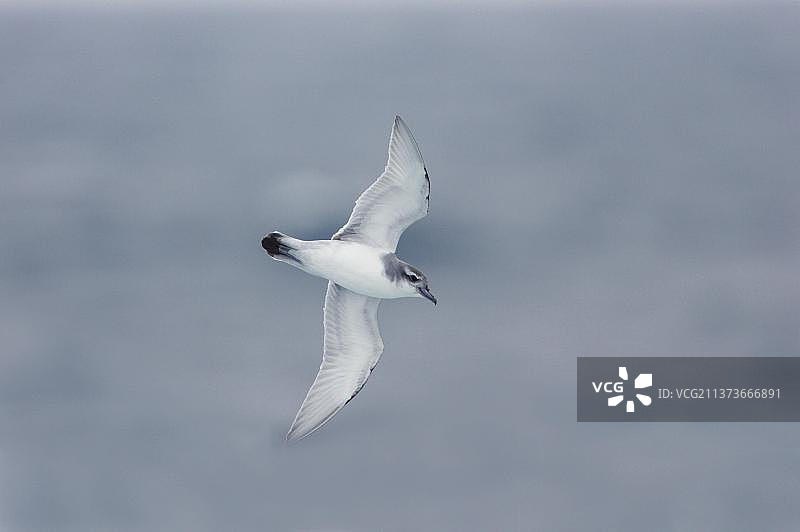 南极海燕、南极鲸在南乔治亚岛附近海域飞行图片素材