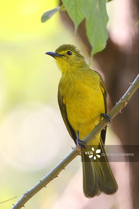 印度喀拉拉邦佩里亚尔，栖息在树枝上的黄眉鹎成鸟图片素材