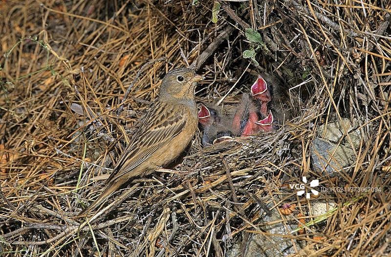 灰鹀（Emberiza caesia）成年雌鸟在巢穴中与幼鸟图片素材