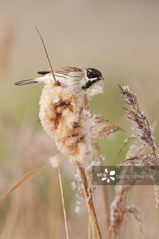 苇鹀成年雄鸟冬季羽毛，以香蒲种子为食图片素材