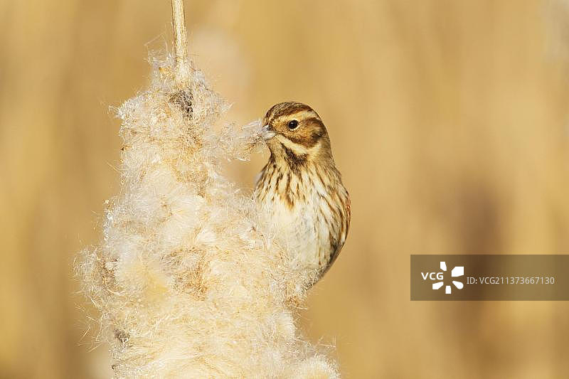 苇鹀雌鸟在芦苇丛中以香蒲种子为食，英国埃塞克斯郡泰晤士河口图片素材