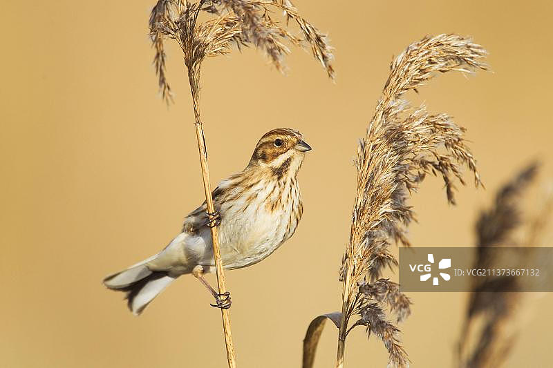 苇鹀（学名：Emberiza schoeniclus）成年雌鸟，在湿地芦苇丛中以芦苇种子为食，英国埃塞克斯郡泰晤士河口图片素材