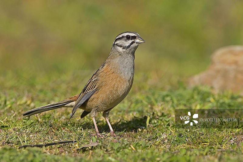岩石彩旗（Emberiza cia）成年雄性，保持警惕，埃斯特雷马杜拉，西班牙，沼泽，欧洲图片素材