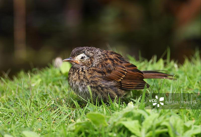 眼睛周围皮肤有病的未成年欧歌鸫，站在草地上，英国诺福克郡图片素材