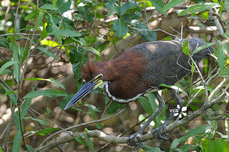 红虎鹭（Tigrisoma lineatum）成年个体，栖息在树枝上，巴西马托格罗索州潘塔纳尔湿地，南美洲图片素材