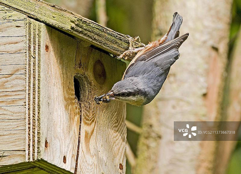 欧亚红胸 Nuthatch 成鸟嘴里叼着昆虫，返回巢箱喂雏鸟图片素材
