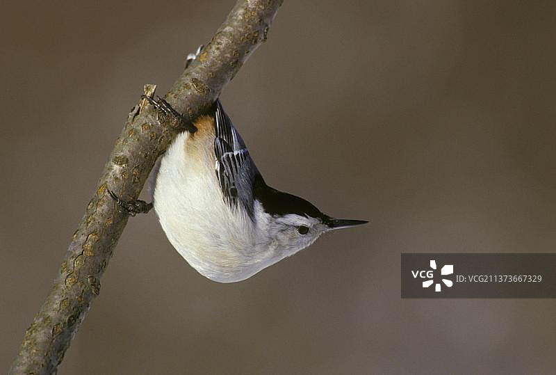 挂在树枝上的白胸鳾（美国密歇根州）图片素材