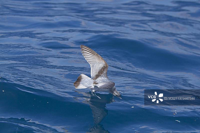 在海面上飞行的仙女海燕（鸽海燕），在新西兰大洋洲的水面觅食图片素材