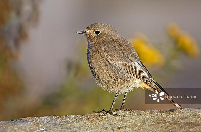 红尾鸲，鸣禽，动物，鸟类，未成年雄性红尾鸲，初秋羽毛，站立在岩石上，芬兰，欧洲图片素材