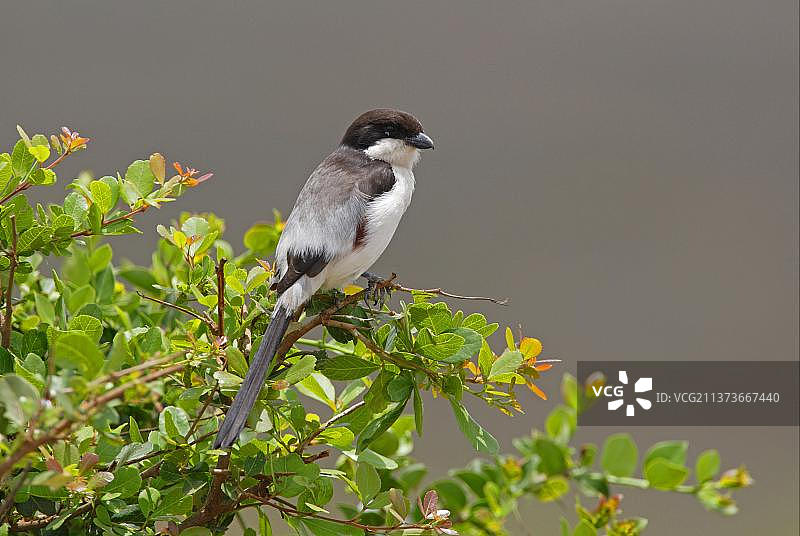 泰塔伯劳鸟（成年雌性），栖息在肯尼亚内罗毕灌木丛中图片素材
