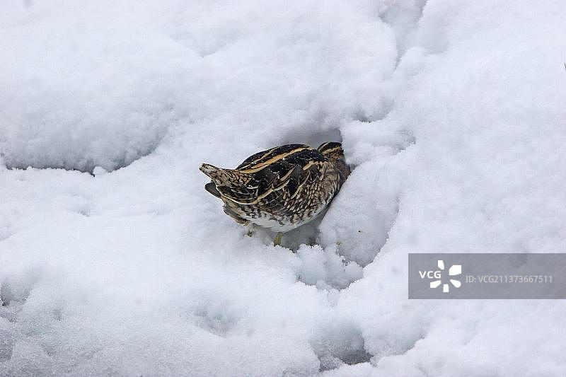 英国雪地中觅食的扇尾沙锥图片素材