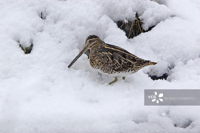 普通扇尾沙锥（Gallinago gallinago）成鸟在雪中觅食，英国图片素材