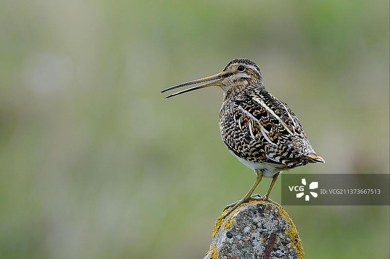 扇尾沙锥成鸟，站在柱子上鸣叫，苏格兰外赫布里底群岛图片素材