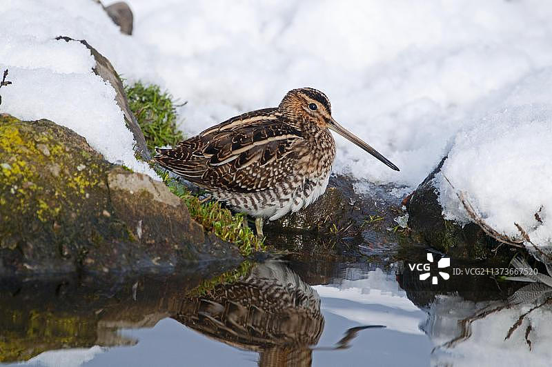 在诺福克盐屋雪地池塘边觅食的普通扇尾沙锥成鸟图片素材
