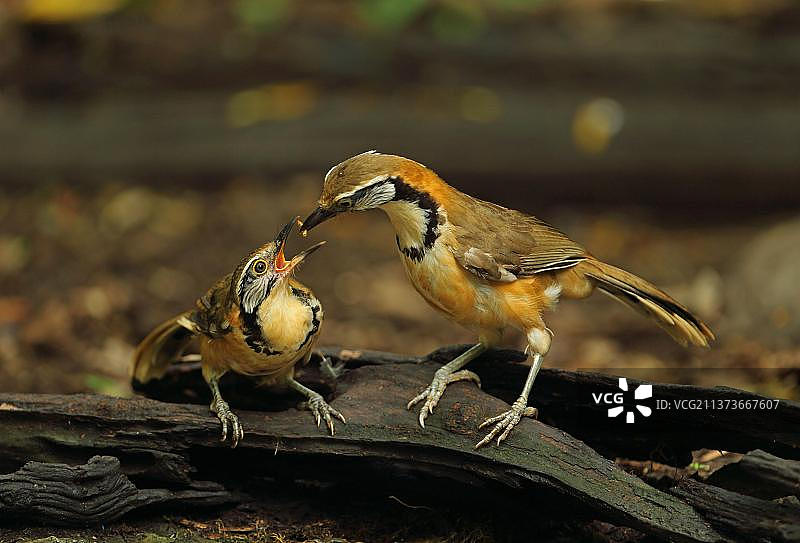 胸带噪鹛图片素材