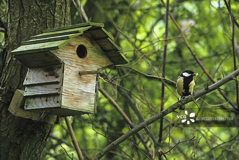栖息在树上巢箱附近树枝上的大山雀图片素材