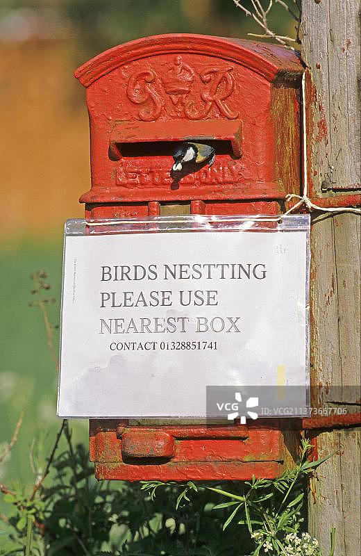 大山雀(Parus major)成鸟,从邮箱巢址中清除粪便,“鸟类筑巢”标志,诺福克,英格兰,英国,欧洲图片素材