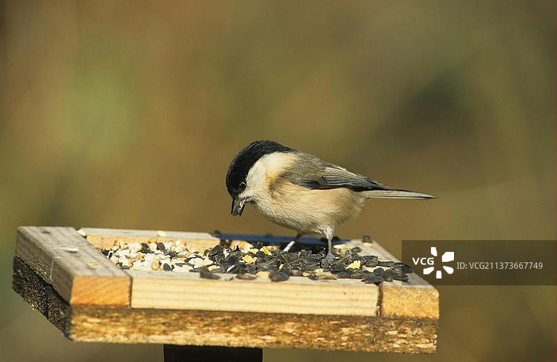 山雀：在柳树上取食黑色葵花籽图片素材
