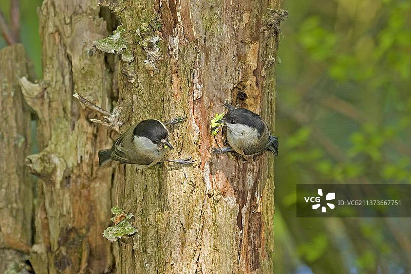 一对成年柳莺在腐烂的树上收集毛毛虫，英国图片素材