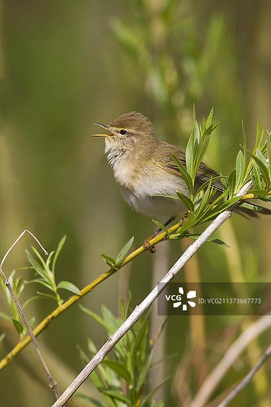 成年柳莺在英国德比郡峰区的一根树枝上鸣叫图片素材
