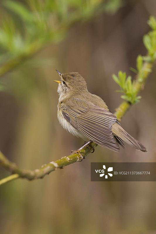 成年柳莺在英国德比郡峰区的一根树枝上鸣叫图片素材