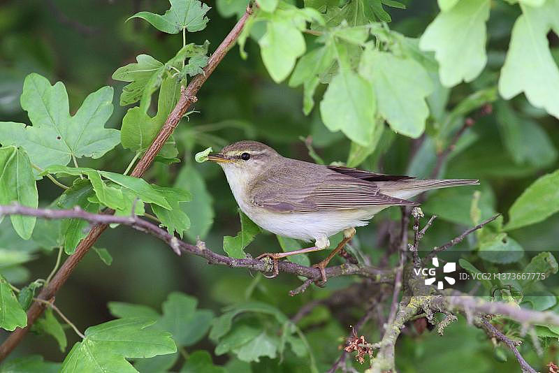 柳莺，嘴里叼着毛毛虫，栖息在树枝上图片素材