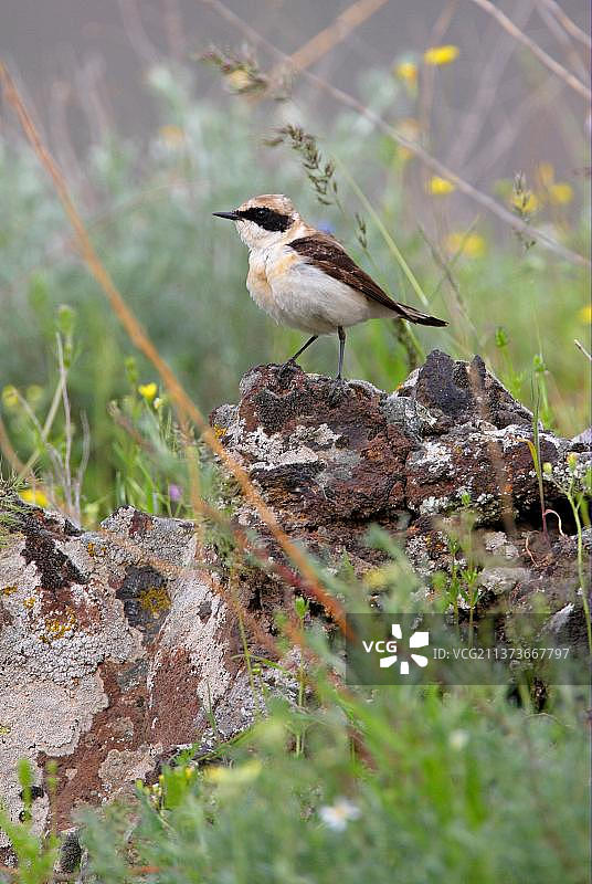 黑耳石鵖（Oenanthe hispanica melanoleuca），鸣禽，动物，鸟类，黑耳石鵖雄性图片素材