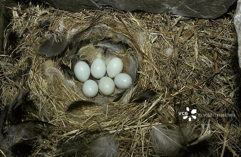巢箱中的麦鸡鸟蛋图片素材