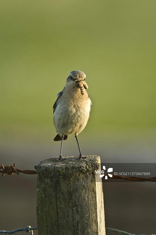 北䳭雌鸟带食物返回巢穴图片素材