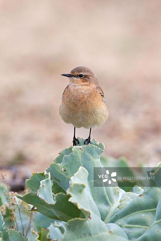 栖息于海甘蓝叶子上的成年欧洲麦鸡，秋季羽毛，英国萨福克郡图片素材