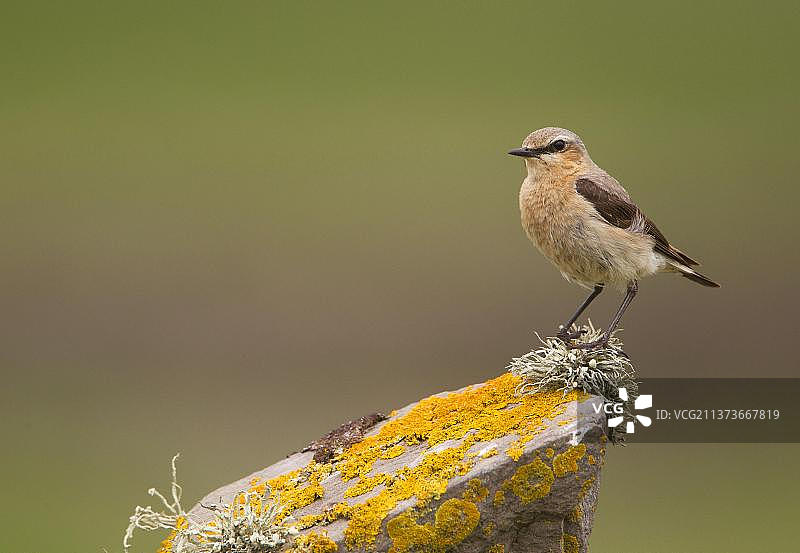 北噪鹃（Oenanthe oenanthe），成年雌性，栖息在覆盖着地衣的干燥石墙上，设得兰群岛，苏格兰，英国，欧洲图片素材