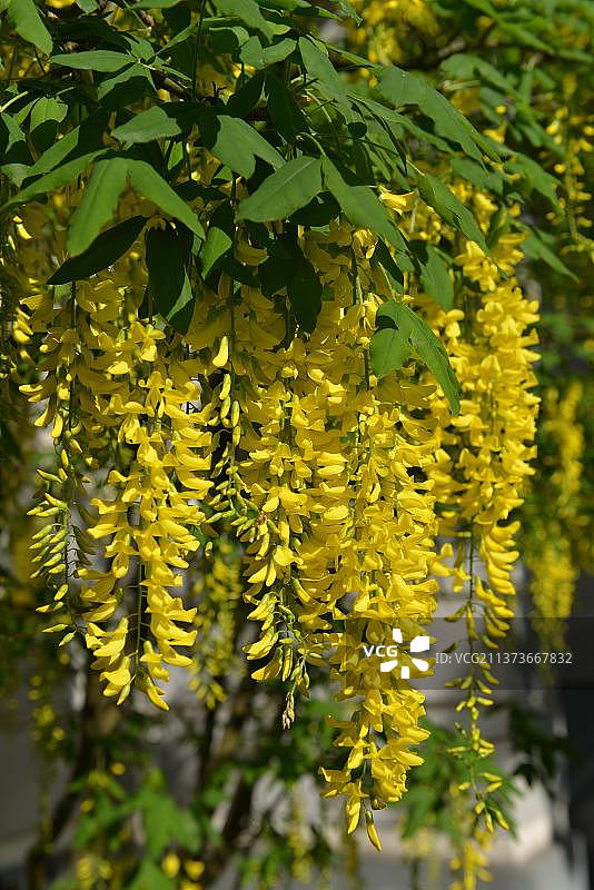 金色金链花图片素材