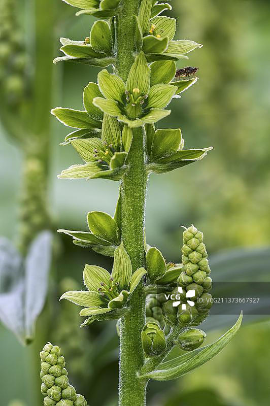开花的白色藜芦图片素材
