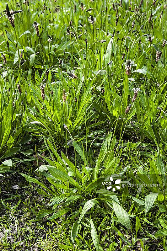 开花的狭叶车前草图片素材
