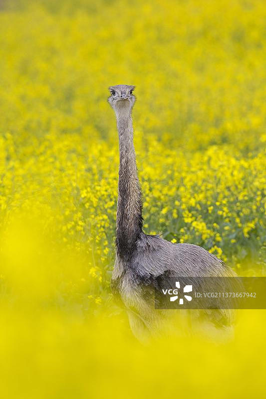原产南美洲东部大美洲鸵图片素材