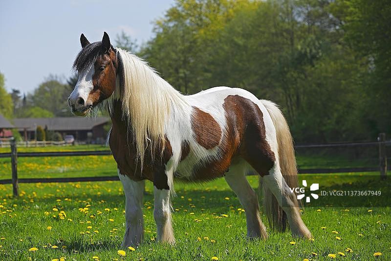 廷克马图片素材