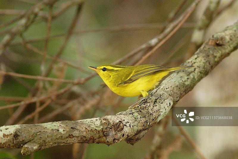 海南柳莺，鸣禽，动物，鸟类，海南柳莺（Phylloscopus hainanus），栖息在中国海南尖峰岭图片素材