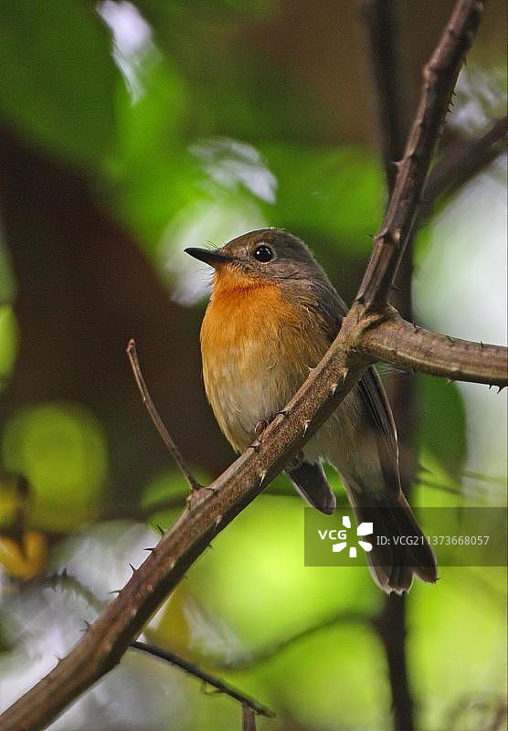 白喉姬鹟，鸣禽，动物，鸟类，泰国图片素材
