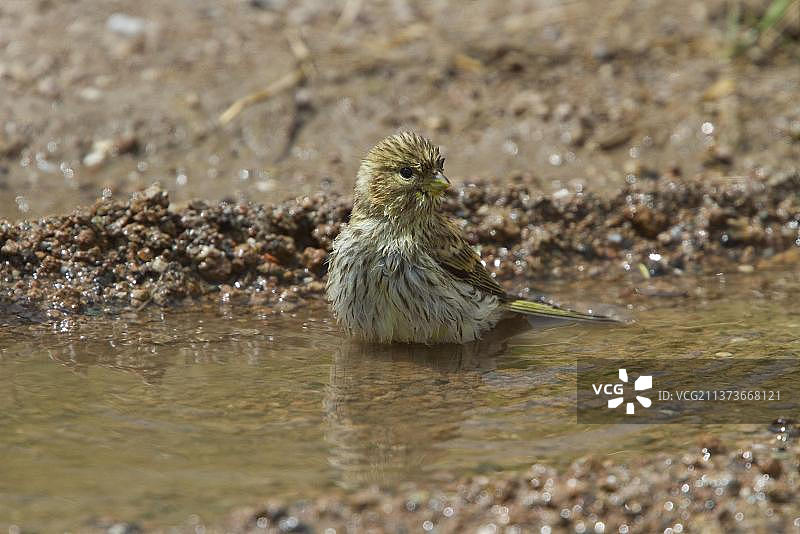 水坑边的丝氨酸图片素材