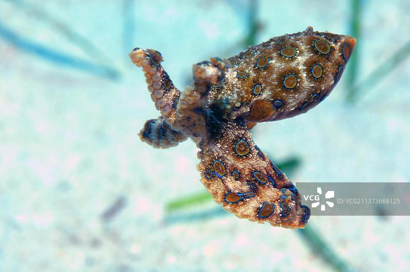大蓝环章鱼，卡比劳，米沙鄢，菲律宾，亚洲图片素材