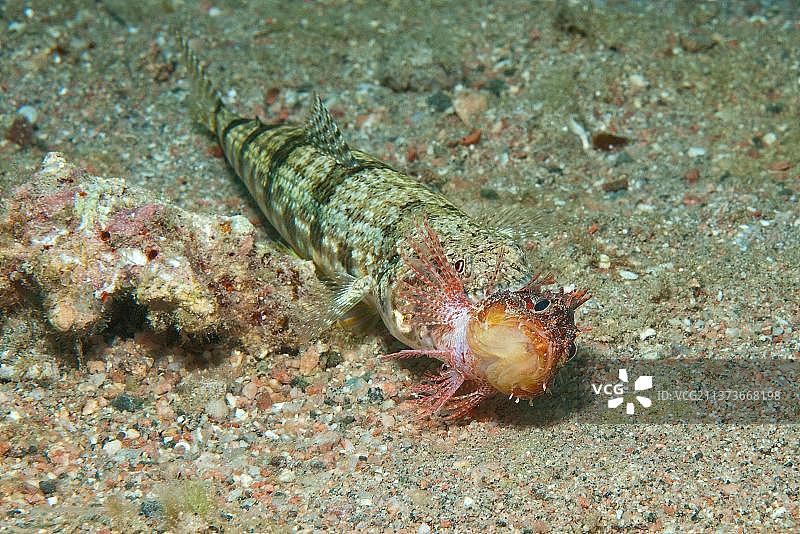 杂色狗母鱼捕食小鱼（红海，约旦）图片素材