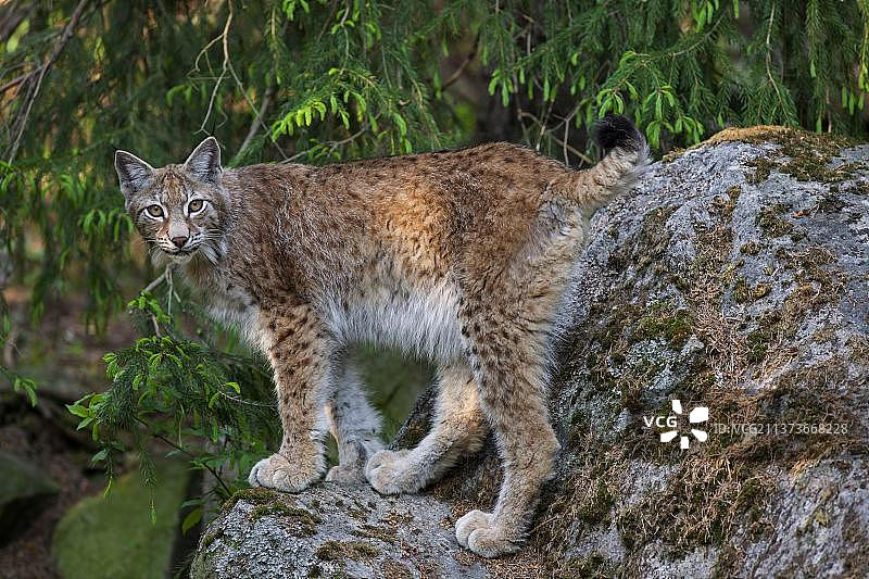 欧亚猞猁图片素材