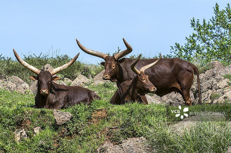 瓦图西牛群图片素材