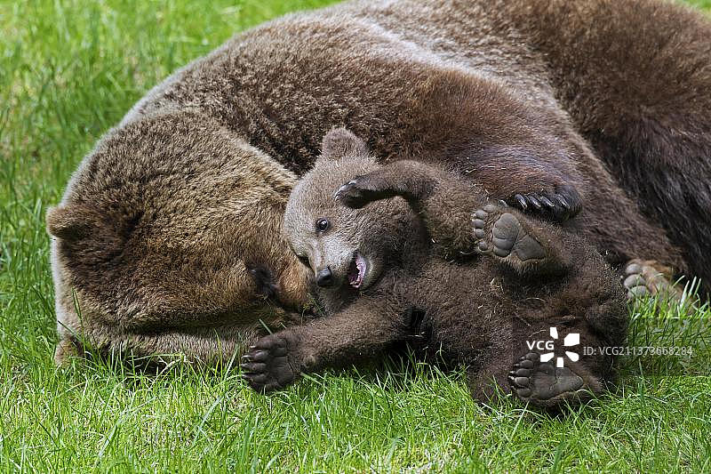 欧洲棕熊母熊在草地上和小熊玩耍图片素材