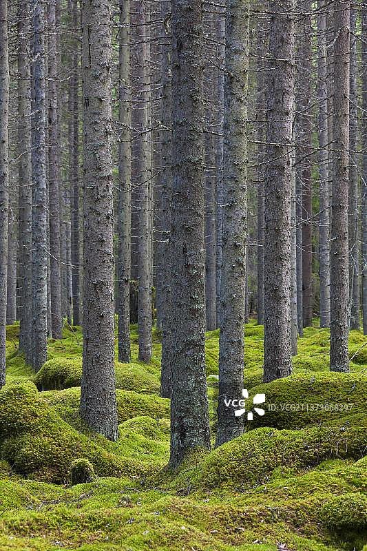 欧洲云杉树干，上面长满地衣，位于铺有苔藓地毯的针叶林中图片素材