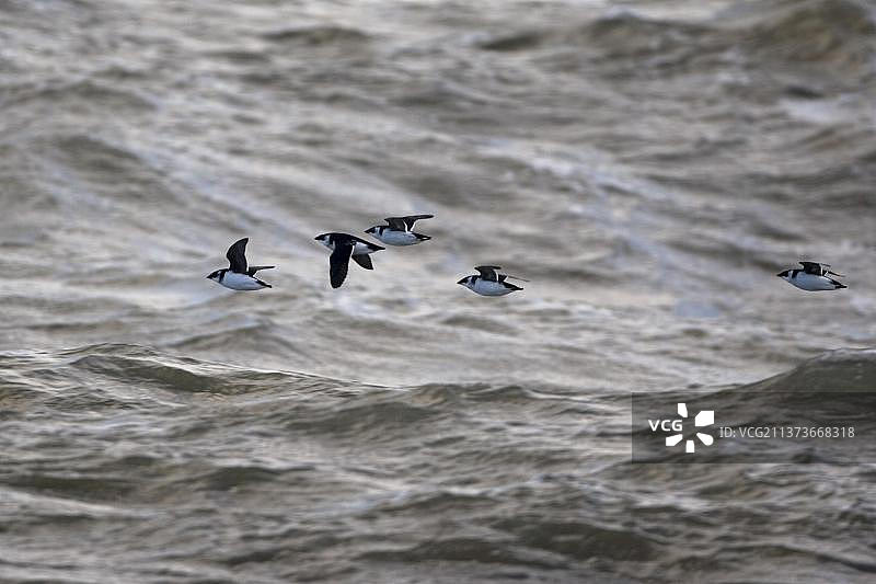 五只小海雀(All all)成鸟，冬装，在海上飞行，地点：英国诺福克郡克雷市附近图片素材