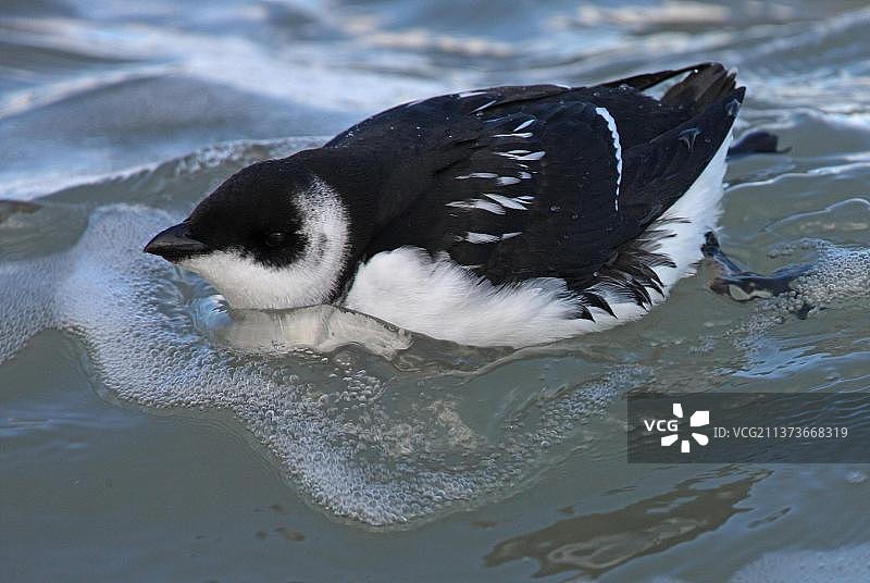 小海雀（All all）成年，冬羽，在英国诺福克海域游泳图片素材